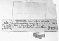 Tuberculina persicina image